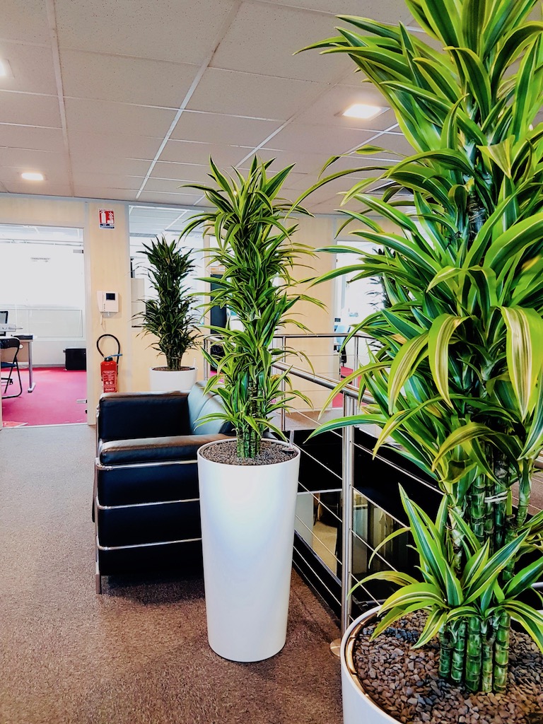 amenagement plante verte bureau entreprise