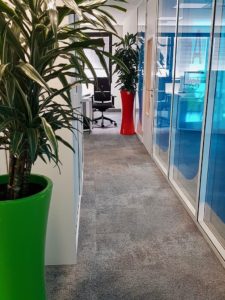 plantes vertes en entreprise avec pot vert