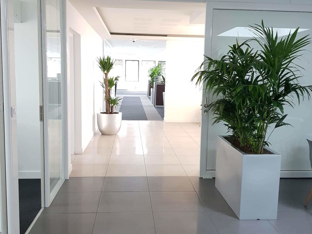 plantes intérieures pour bureaux pour entreprise