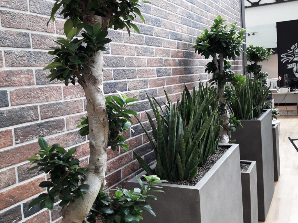 pots avec effets béton avec plantes vertes