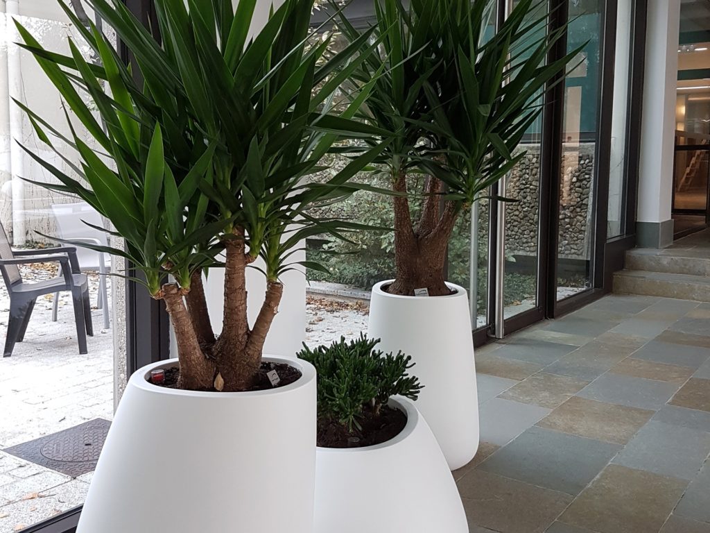 bac avec plantes semi naturelle