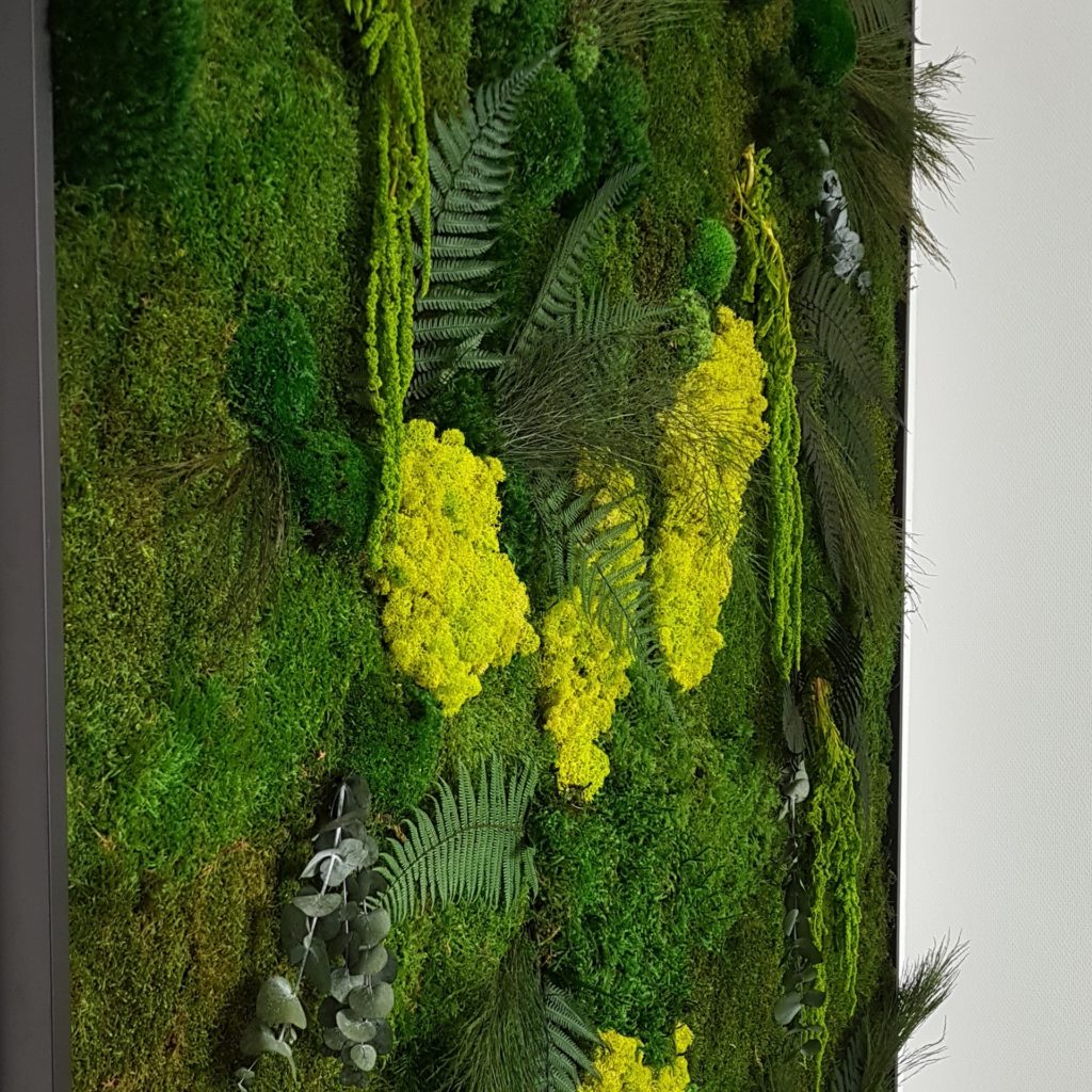 détails d'un mur végétal avec mousse