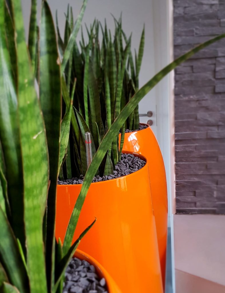 touche de couleur avec végétal bureau entreprise