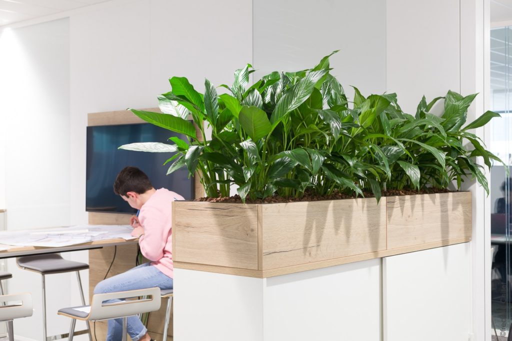 plante verte en entreprise