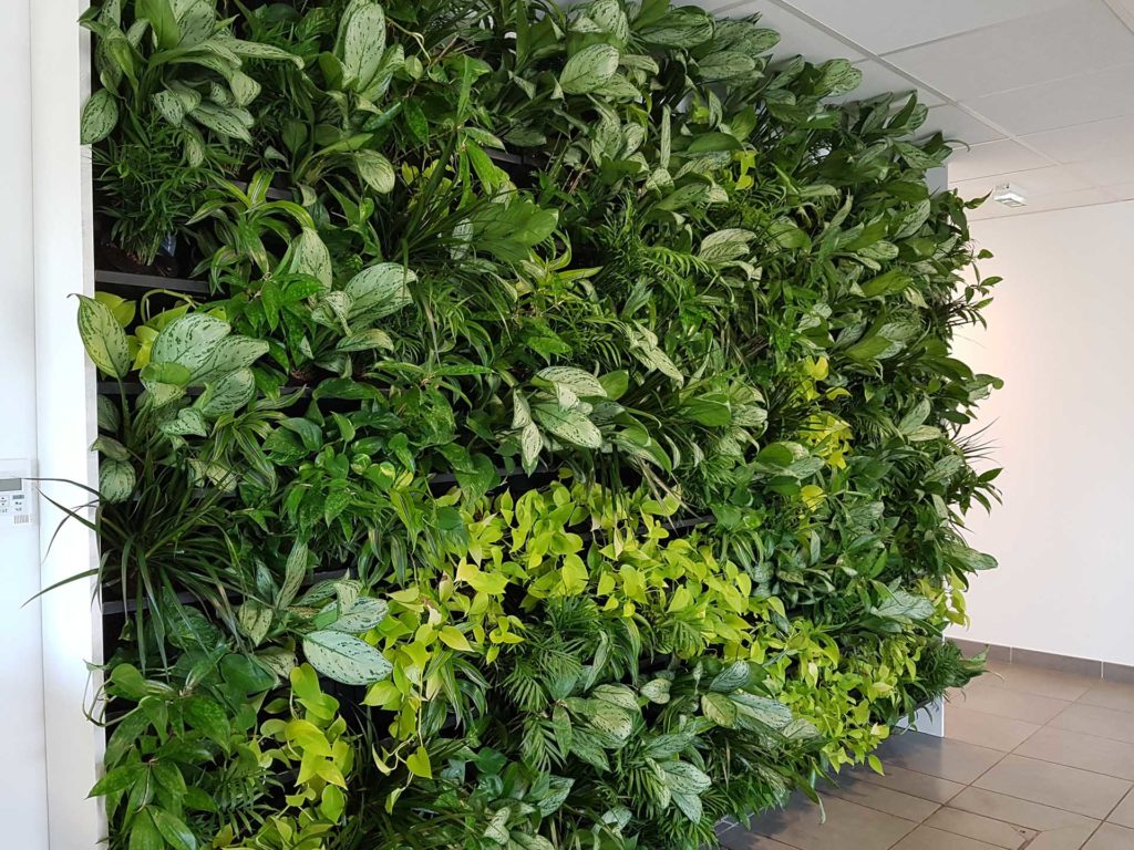 idée fabrication mur végétal