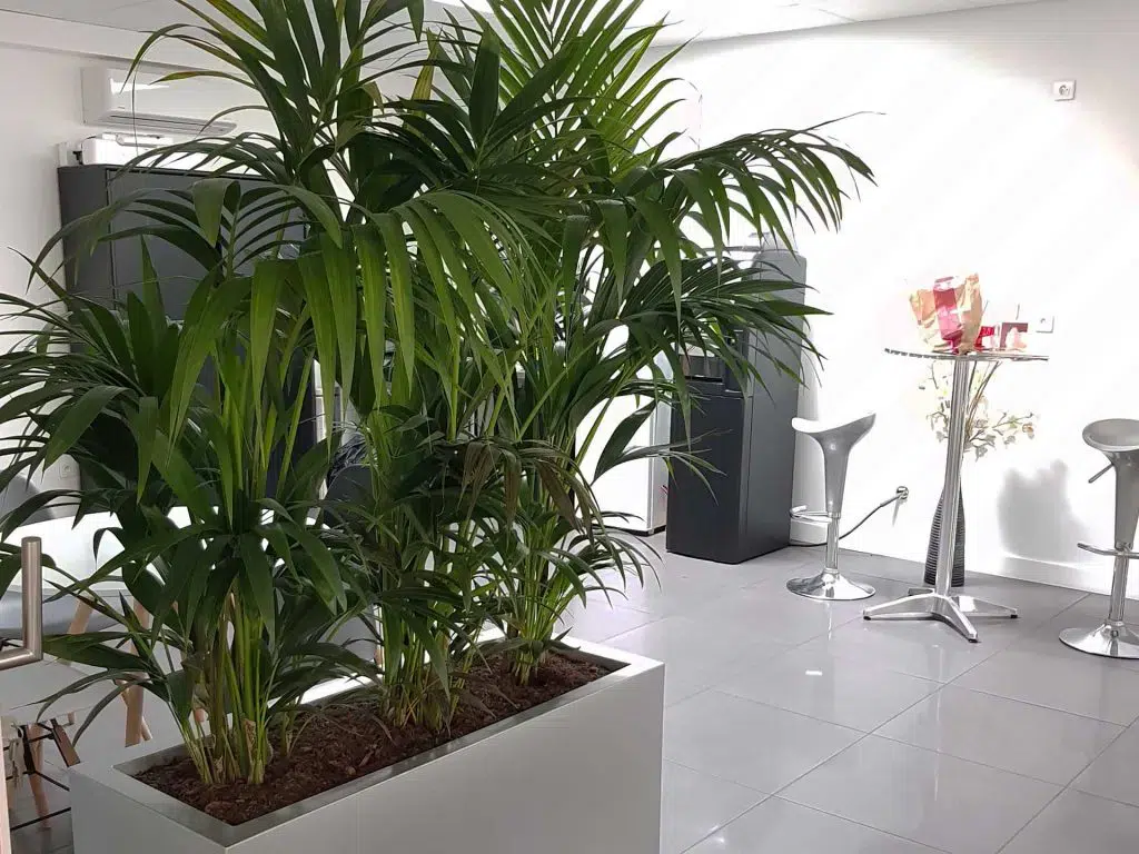 plantes_interieures_pour_bureaux_salle_commune_1-1024x768