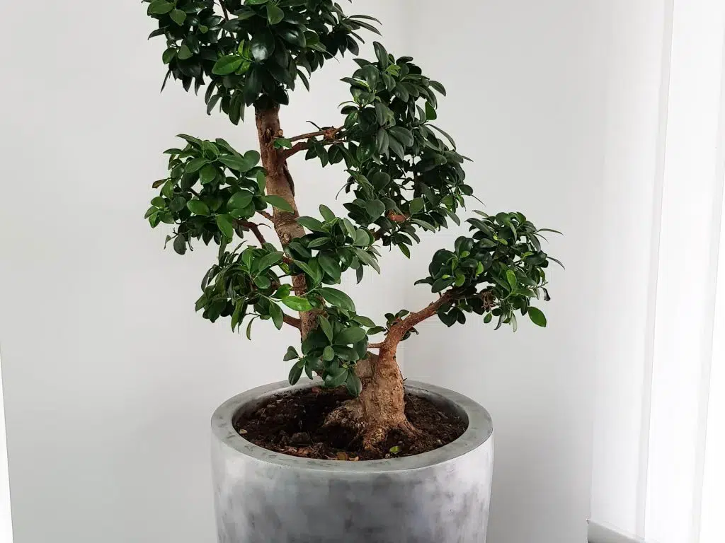 plantes_interieures_pour_bureaux_sombres_1-1024x768